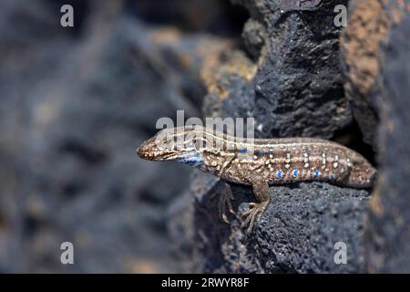 La Palma lizard (Gallotia galloti palmae), female sunbathing on lava stones, Canary Islands, La Palma Stock Photo