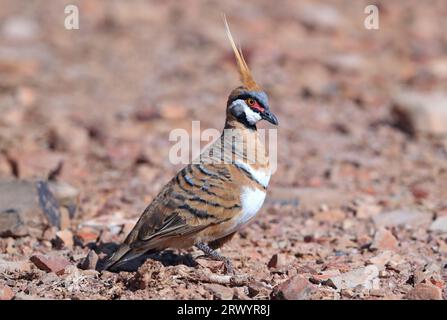 Spinifex Pigeon, plumed-pigeon, gannaway pigeon (Geophaps plumifera), at Lake Moondarra, Australia, Queensland, Mount Isa, Lake Moondarra Stock Photo