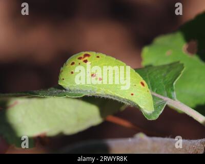 scarce swallowtail, kite swallowtail (Iphiclides podalirius), on a leaf, France, Provence Stock Photo