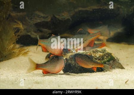 bitterling (Rhodeus amarus, Rhodeus sericeus, Rhodeus sericeus amarus), several males with female laying eggs over Unio tumidus Stock Photo