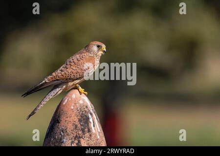 lesser kestrel (Falco naumanni), female sitting on a post, Spain, Extremadura, Salorino Stock Photo