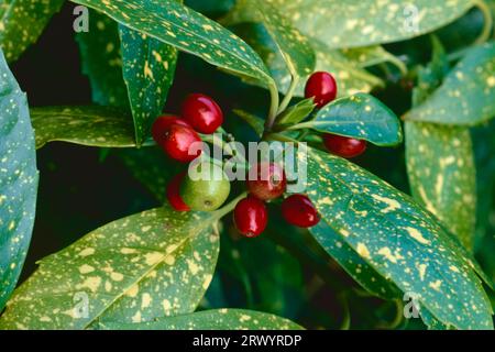 Aucuba japonica 'variegata' Stock Photo