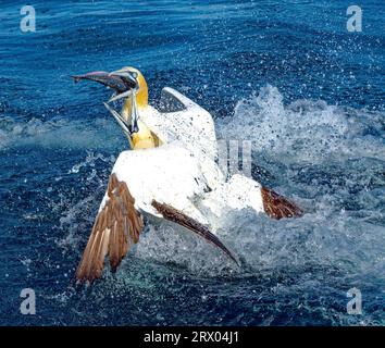 Two Gannets Fighting Over a Fish Stock Photo