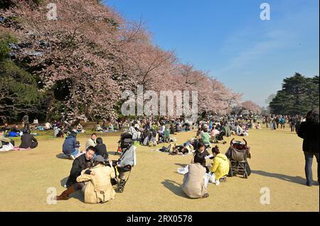 The cherry blossom season in Shinjuku Gyoen is extremely popular with locals and visitors alike, Tokyo JP Stock Photo
