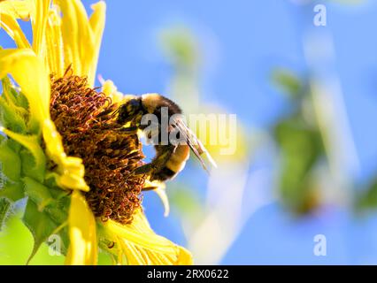 Closeup of a Bumble Bee pollinating a Sunflower, with copy space Stock Photo