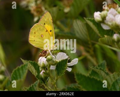 Orange sulphur butterfly feeding on a native, wild, Oklahoma blackberry flower Stock Photo