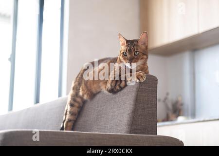 Bengal cat bored and lying on back of sofa. Stock Photo