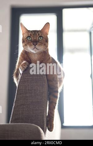 Bengal cat bored and lying on back of sofa. Stock Photo