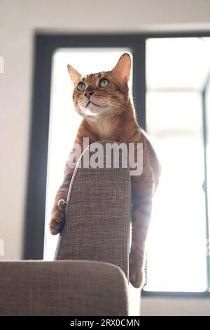 Bengal cat bored and lying on back of sofa. Stock Photo