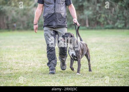 Boxer dog sale trainers near me