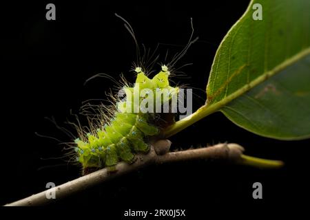 Actias ningpoana larva in the wild state Stock Photo
