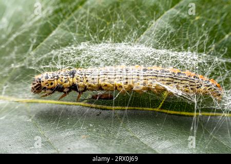 parasitic wasp in the wild state Stock Photo