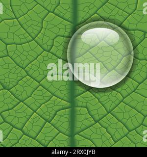 Layered vector illustration of Leaf Vein. Stock Vector