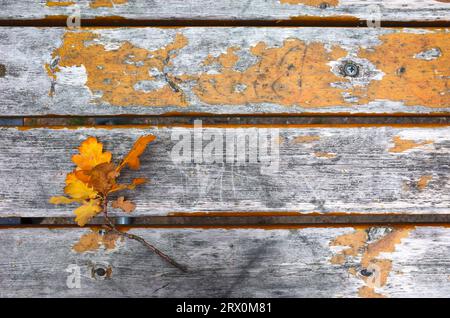 Autumn yellow oak leaves over old wooden background with copy space Stock Photo