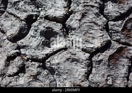 Monkey puzzle tree bark close up Araucaria Araucana, in Villarrica National Park, Chile, natural texture Stock Photo