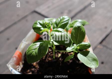 Close up of seedlings growing in pot. Potted plants. Basil seedlings in recycled plastic bags. Recycled, reusable, recycling, zero waste concept. Stock Photo
