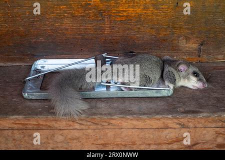 dead european edible dormouse glis glis caught in powerful spring rat trap mousetrap Stock Photo