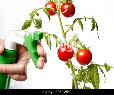Men's hands hold spray bottle and watering the tomato plant, isolated on white background. Man gardening in home greenhouse Stock Photo