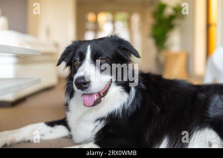 Border Collie puppy lying down on a carpet floor inside the house Stock Photo