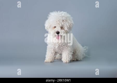 The Bichon puppy is a Frisian dog with a grown-up coat that requires first care. Stock Photo