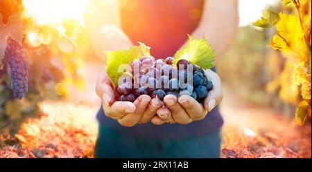 Grapes In Hands In Vineyard At Sunset With Flare Effects And Selective Focus On Fruit Stock Photo