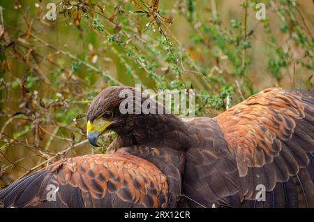 Close-up portrait of a Harris eagle with wings outstretched. Stock Photo
