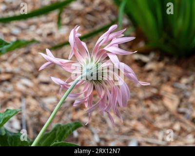 Pale pink Gerbera Daisy flower with twisty curling petals, green stem and calyx from behind Stock Photo