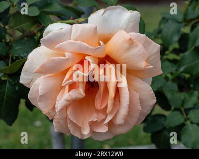 Apricot orange coloured rose in bloom Stock Photo