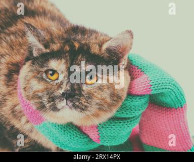 Portrait of a tortoiseshell British Shorthair cat wearing knitted scarf Stock Photo