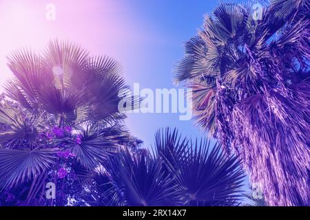 Palm trees against the blue sky Stock Photo