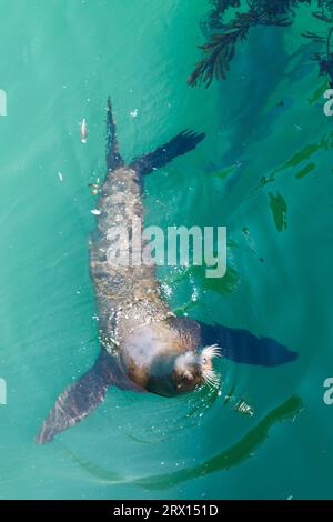 USA Highway 1 wild sea lion in the atlantic ocean Stock Photo