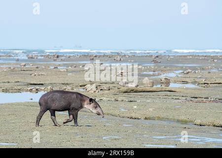 Costa Rica a wild Tapir at the beach near the jungle in Corcovado, vacation latin america rainforest Stock Photo