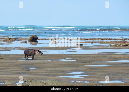 Costa Rica a wild Tapir at the beach near the jungle in Corcovado, vacation latin america rainforest Stock Photo