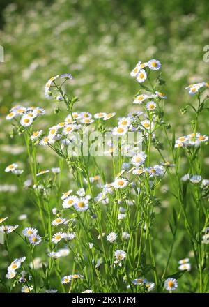 nice wild flower on summer meadow in steppe Stock Photo