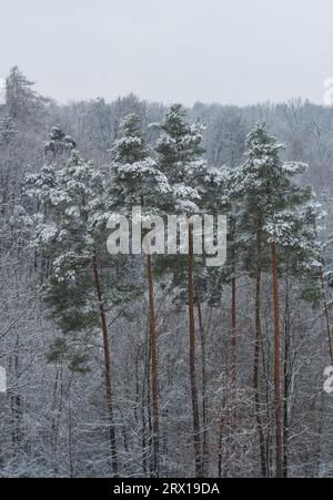 The Schönbuch Nature Park in the Stuttgart Region, During Winter Stock Photo