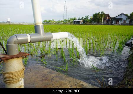 Wheat plants are being irrigated by water jet. Irrigation of rice fields using pump wells with the technique of pumping water from the ground to flow Stock Photo