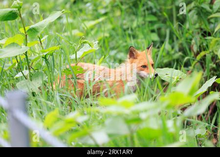 Ezo Red Fox Stock Photo