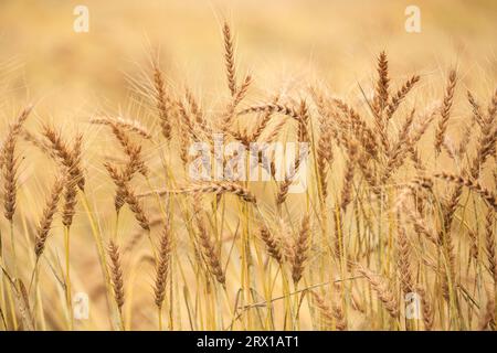 Wheat Field Stock Photo