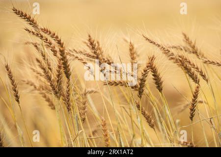 Wheat Field Stock Photo