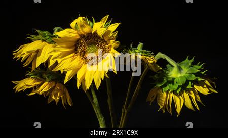 Yellow Sunflower on the dark background Stock Photo