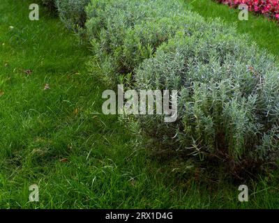 Decorative flower bed with lavender flowers in garden. Lavender bushes in park. Lavandula, common name lavender, is a species of flowering plant in th Stock Photo