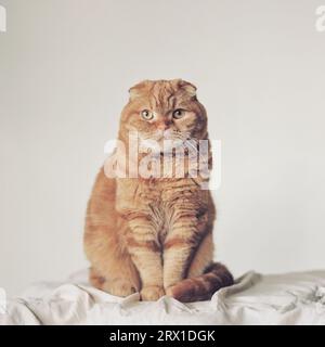 Straight-on portrait of an orange Scottish Fold cat, captured on Stock Photo