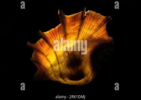 Glow big shell on dark background Stock Photo