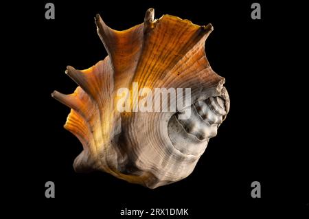 Glow big shell on dark background Stock Photo