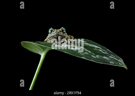 Vietnamese mossy frog on a leaf Stock Photo