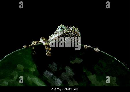 Vietnamese mossy frog on a leaf Stock Photo