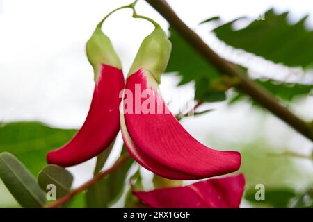 Red vegetable humming bird flower on tree branch Stock Photo