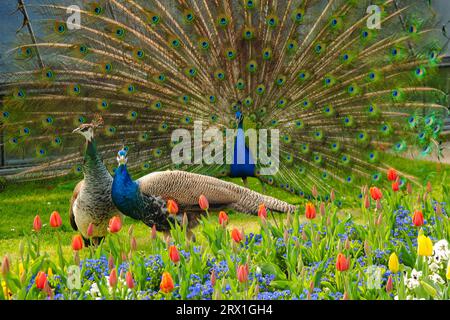 Wilhelma Stuttgart Zoo Peacock with flowers in botanical garden Stock Photo