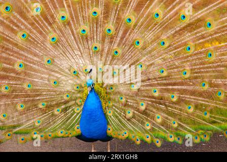 Wilhelma Stuttgart Zoo Peacock with flowers in botanical garden Stock Photo