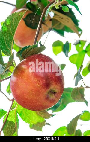 Branch with ripe red apple isolated on white Stock Photo
